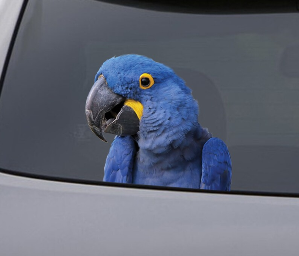Funny Blue Hyazinth Ara Parrot 3D Vinyl Car Decal Stickers CCS2968