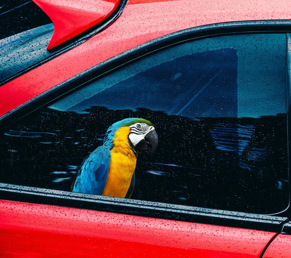 Blue Yellow Parrot 3D Vinyl Car Decal Stickers CCS3401