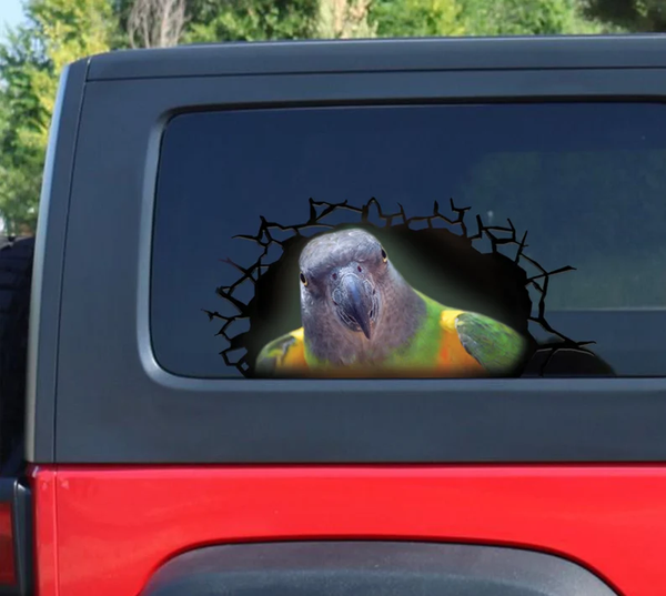 Senegal Parrot Broken Window