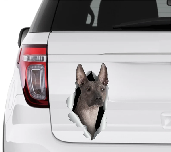 Xoloitzcuintli Dog 3D Vinyl Car Decal Stickers CCS3111